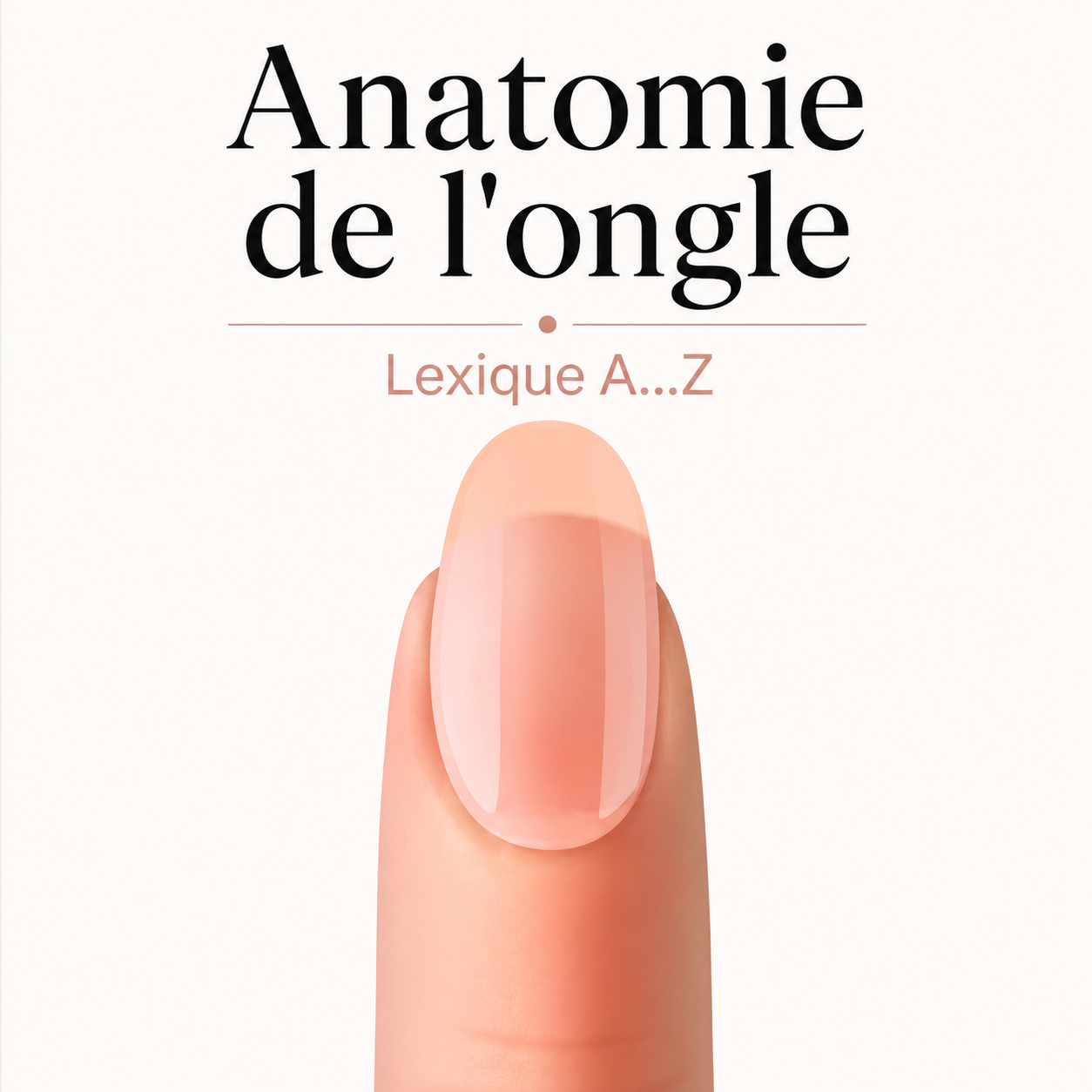 Lexique de l'anatomie de l'ongle pour les prothésistes ongulaires