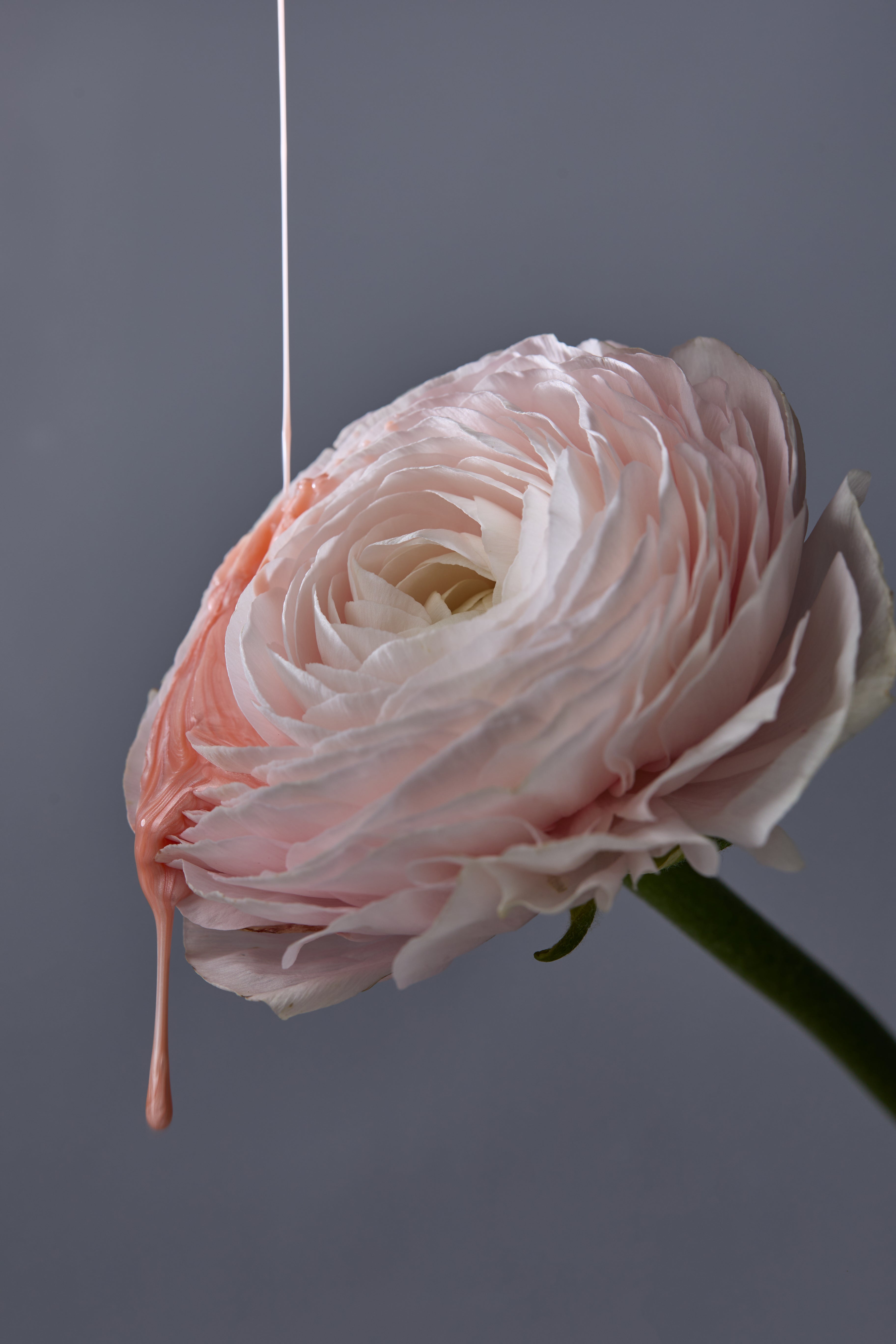 polygel liquide pearly albi - ongles pro 